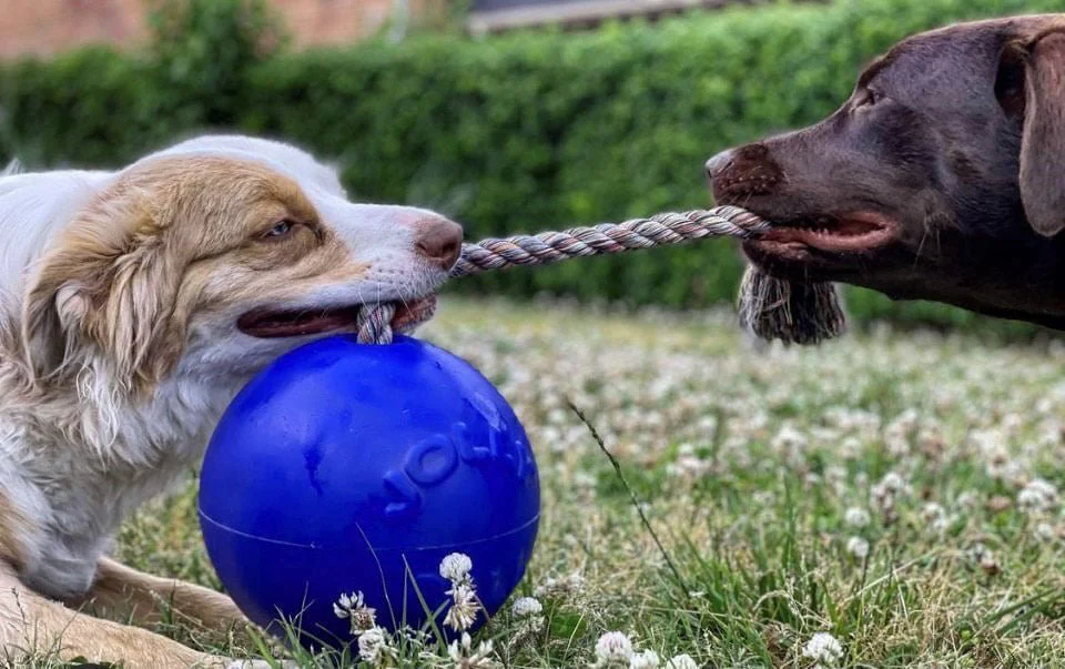 Jolly Pets Romp-n-Roll Ball – Tough Scented Dog Toy for Tug, Fetch & Water Play - Image 4