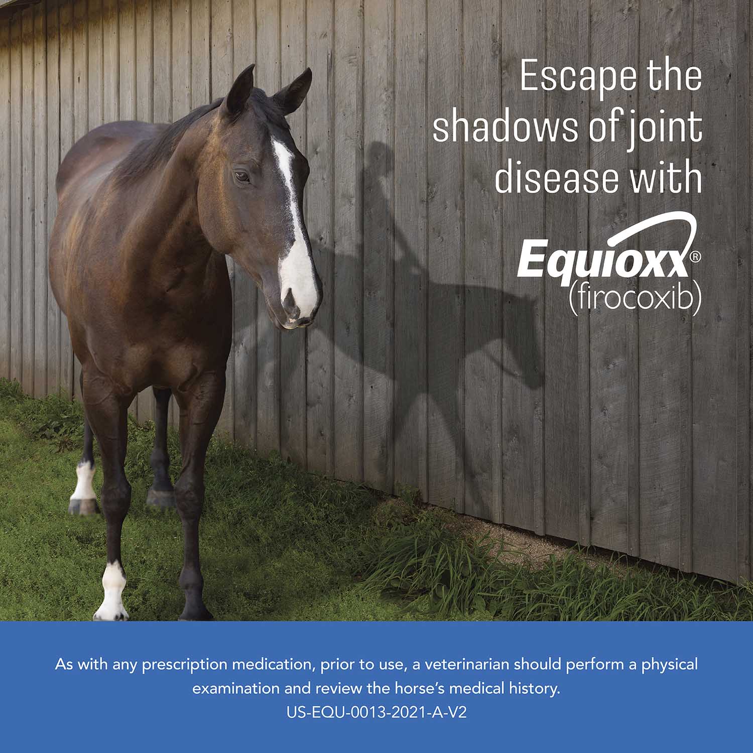 Rx Equioxx (firocoxib) Oral Paste for Horses, 6.93 gram Syringes - Image 4