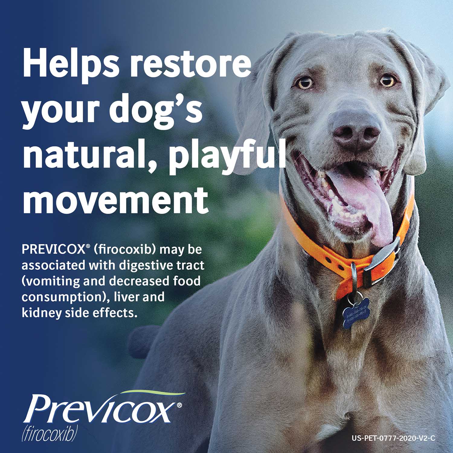 Rx Previcox (firocoxib) Chew Tabs for Dogs - Image 18