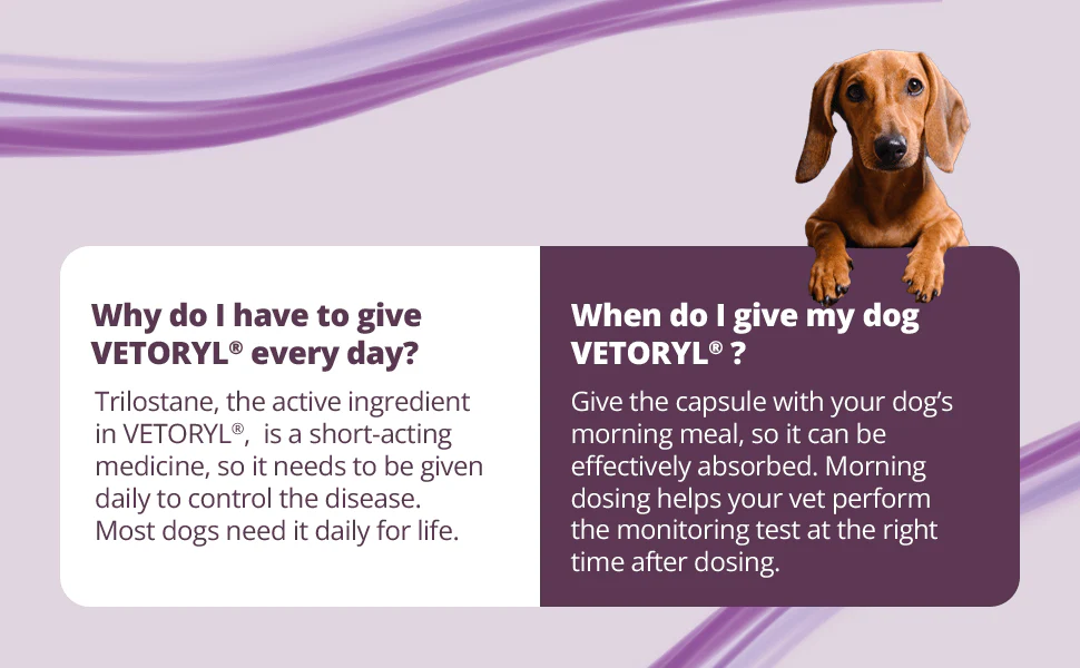 Rx Vetoryl (trilostane) Capsules for Dogs - Image 16