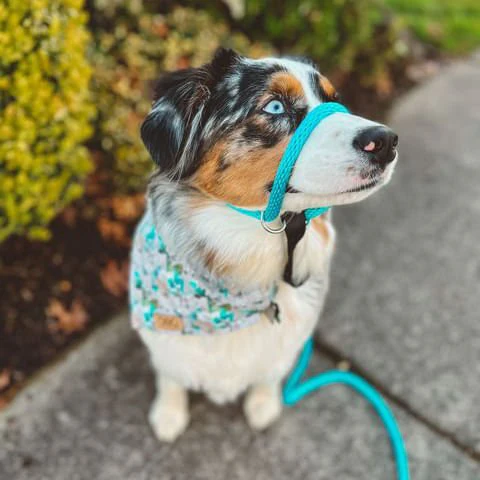 The Sidekick Dog Training Lead - Image 15