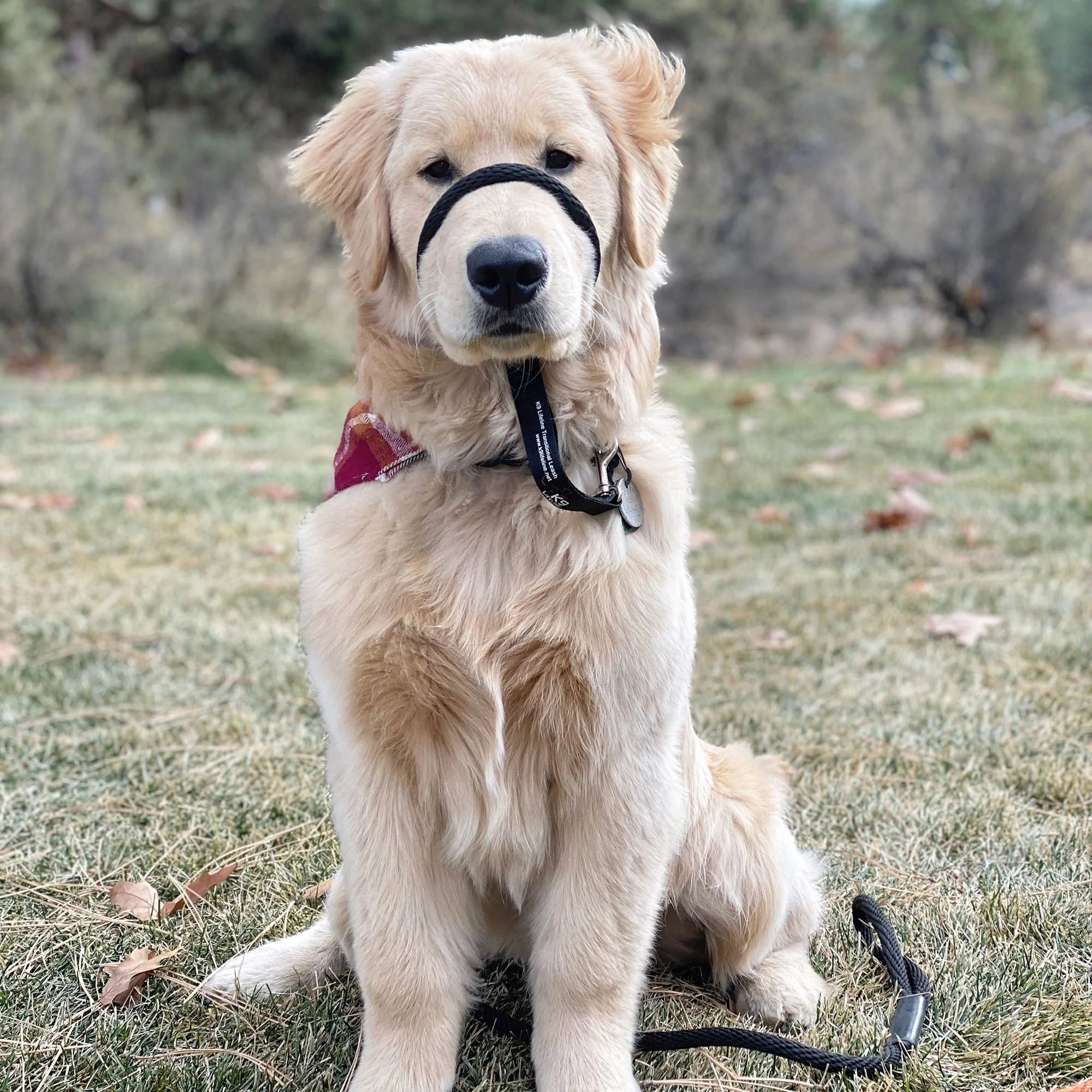 The Sidekick Dog Training Lead - Image 2