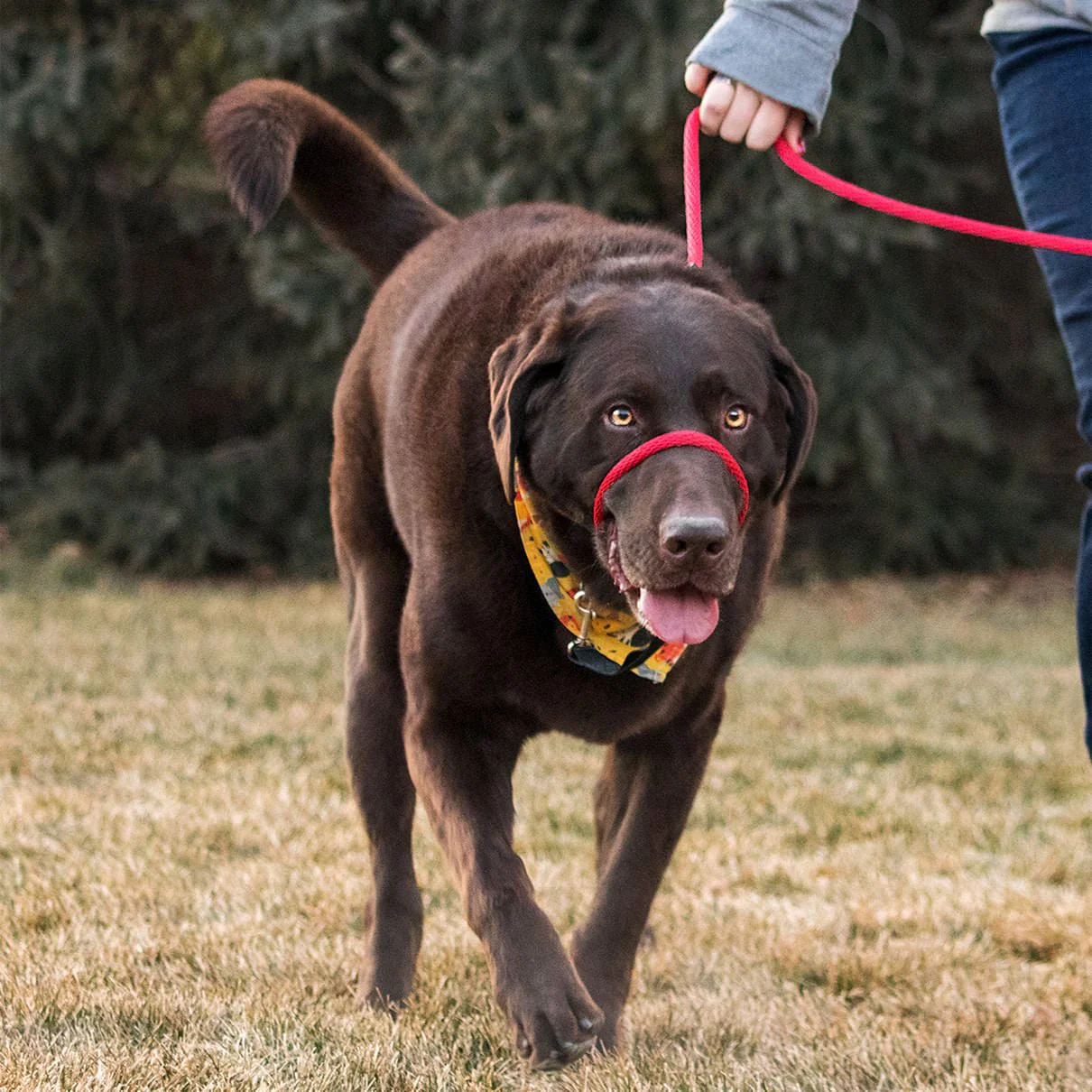 The Sidekick Dog Training Lead - Image 6