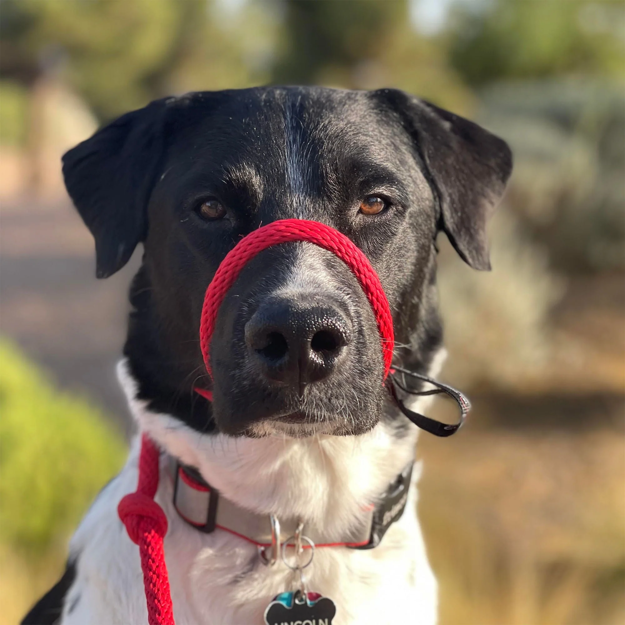 The Sidekick Dog Training Lead - Image 7
