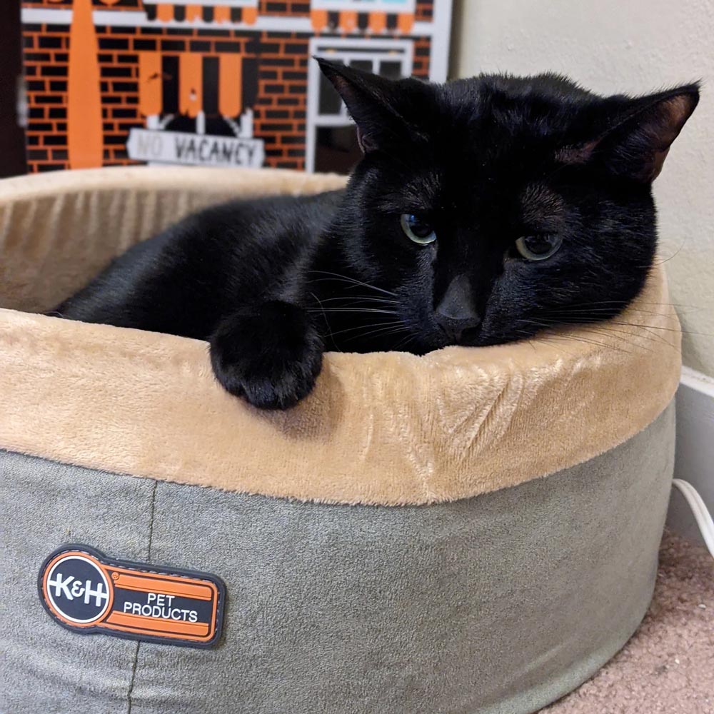 K&H Pet Products Thermo-Kitty Bed Indoor Heated Cat Bed – Safe, Energy Efficient & Washable - Image 12
