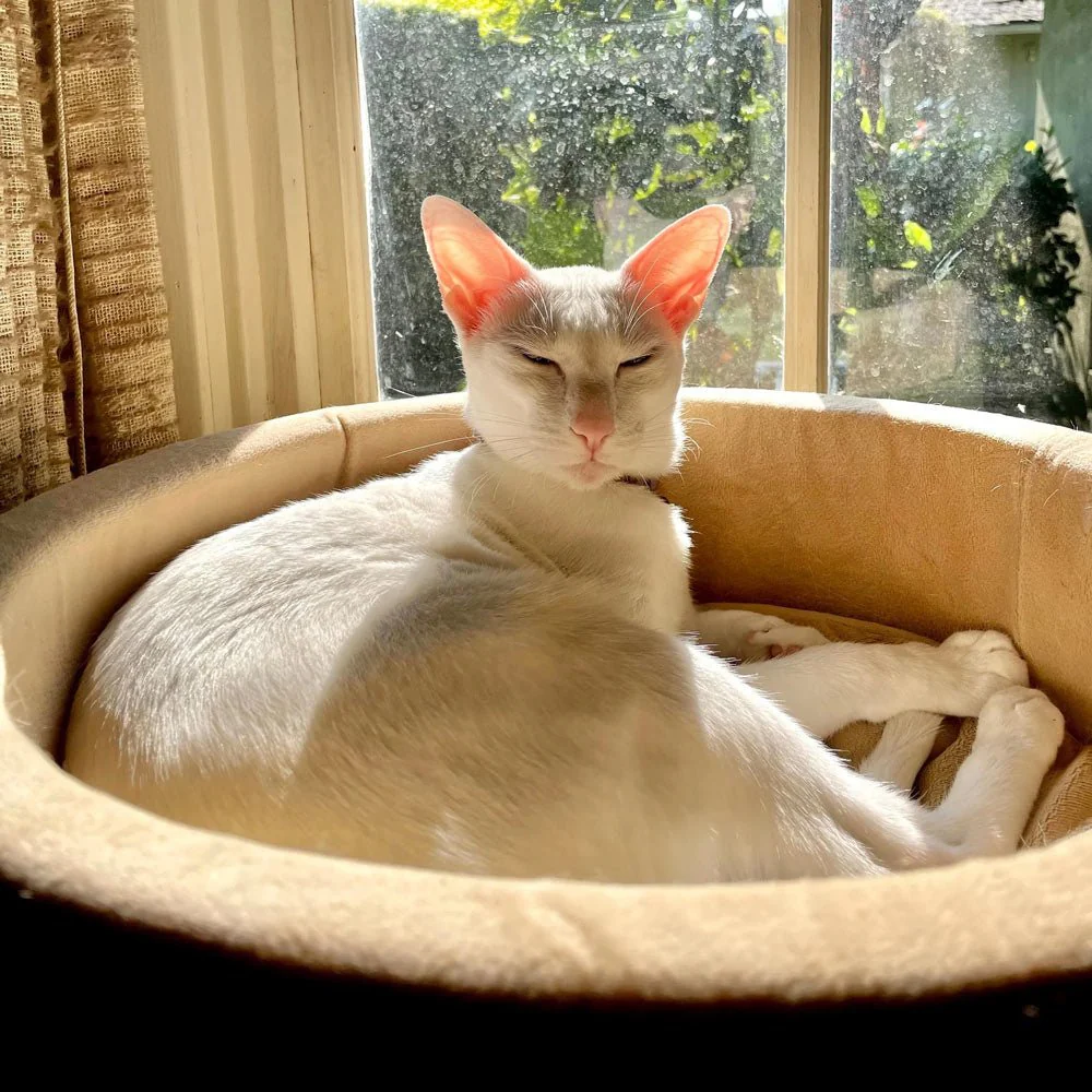K&H Pet Products Thermo-Kitty Bed Indoor Heated Cat Bed – Safe, Energy Efficient & Washable - Image 2