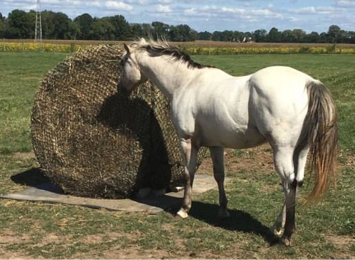 Tough1 Round Bale Slow Feed 2x2 Hay Net for Horses