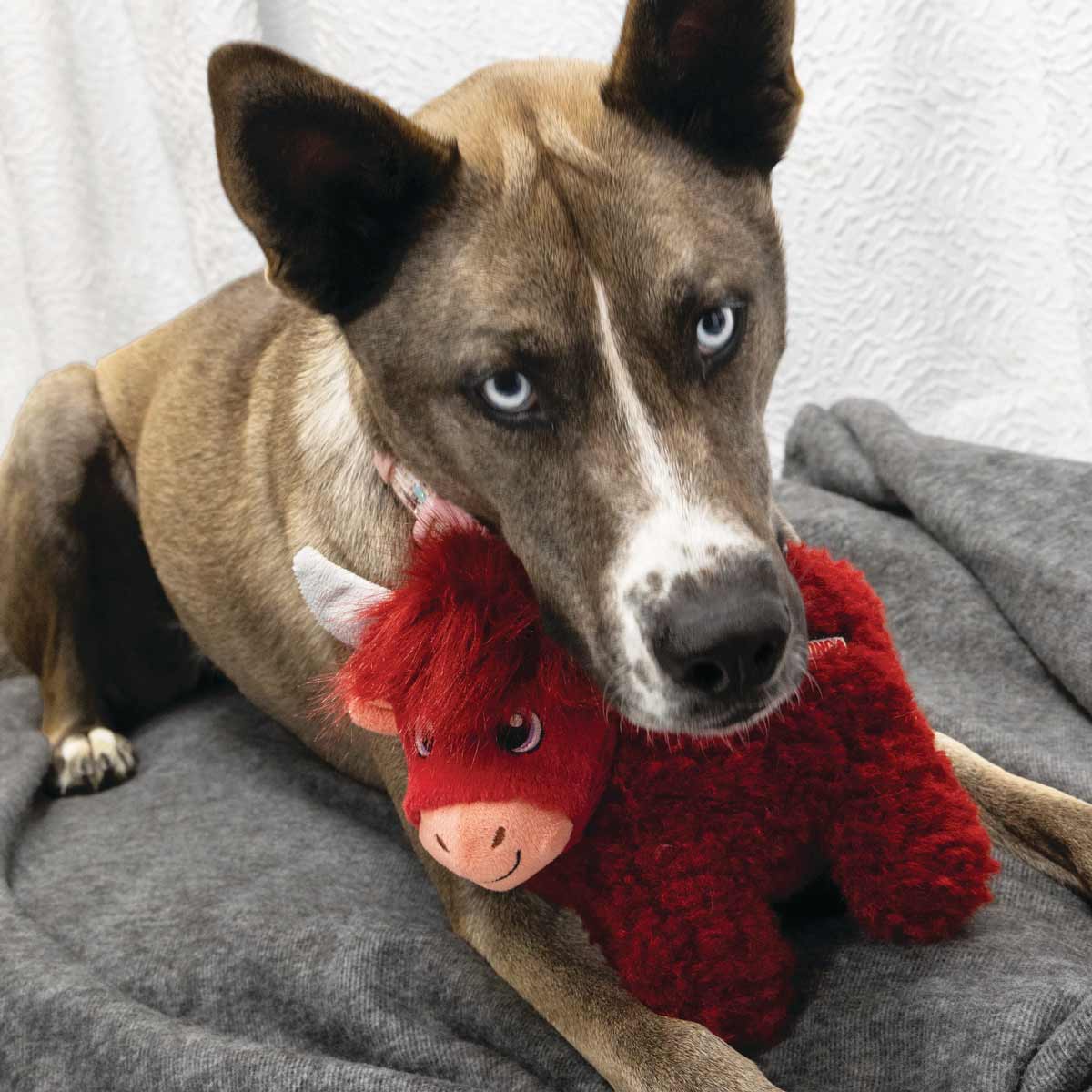 KONG Toughz Squeaky Plush Dog Toy – Medium, Durable & Soft - Image 13