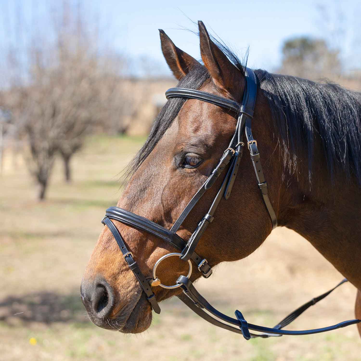 Jeffers Uniquely English "Windsor" Leather Dressage Bridle With Web Reins for Horses - Image 2