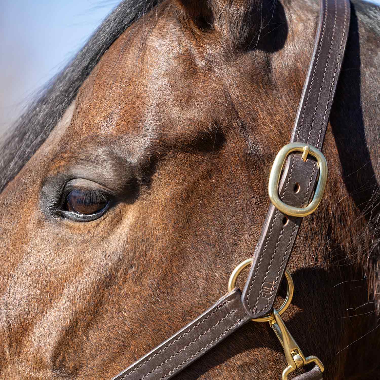 Jeffers Versailles Triple Stitched Adjustable Leather Halter for Horses, Havana - Image 10
