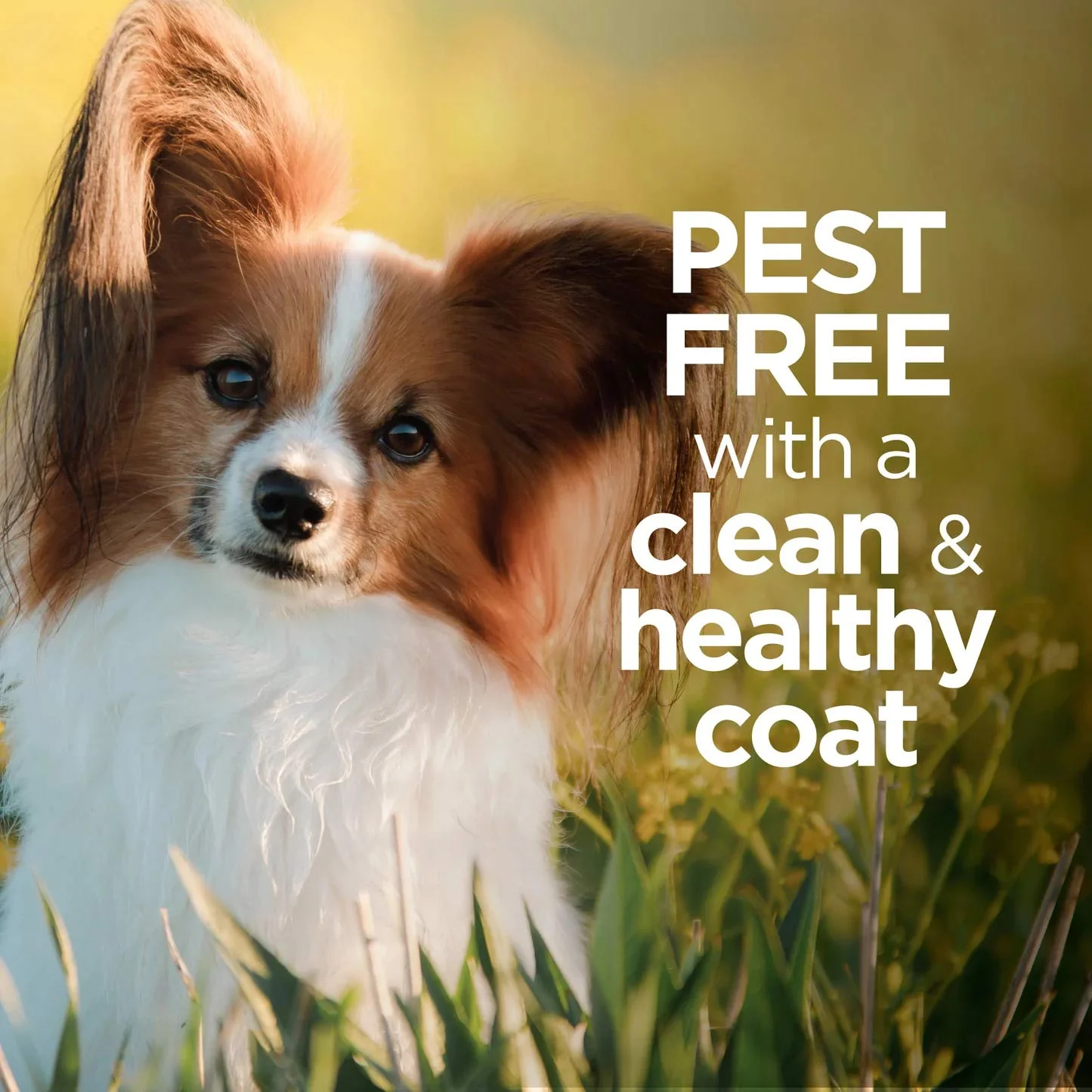 Vetality Avantect II Flea & Tick Shampoo for Dogs - Paraben & Sulfate Free - Image 6