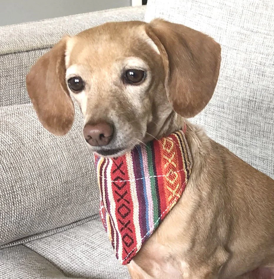 Walking Palm Dog Bandana - Image 11