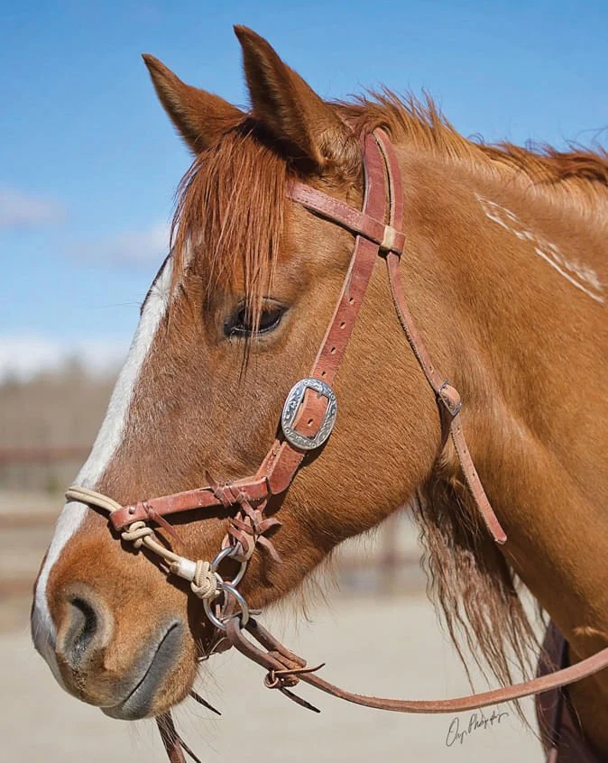Justin Dunn Side Pull/Bitless Bridle - Image 4